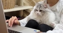 オンラインミーティング中、『甘えん坊の猫』がやってきた結果→真剣に画面を見つめて…可愛すぎる光景に「癒されたｗ」「羨ましい環境」の声