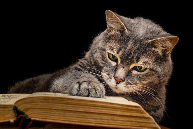本を読む猫