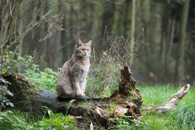 森の中の猫