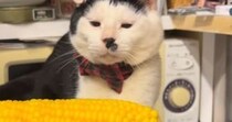 猫に『とうもろこし』を見せてみたら、戦い始めて…あまりにも可愛らしい『攻撃方法』が46万再生「すごく俊敏ｗ」「くらいたいｗ」と話題