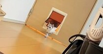ペットドアの『使い方を知らない猫』→同居猫が通り抜ける瞬間を見た結果…まさかの反応に「ずっと見ていられるｗ」「顔がかわいい」と反響