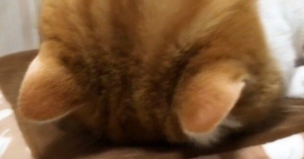 机に顔をぺたんとくっつけて寝ていた猫→飼い主がいることに気づくと…『尊い光景』に２万いいね「変な声出たｗ」「お手本のようなごめん寝」