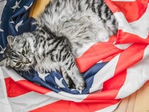 国民にラジオで捜索を呼びかけ　行方不明になった大統領の「放浪猫」　米国