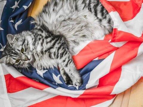 国民にラジオで捜索を呼びかけ 行方不明になった大統領の「放浪猫」 米国