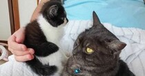 家に来てまだ4日目の『新入り子猫』→先住猫のそばへ行くと……驚きの光景に３万いいね「すごくいい瞬間」「先住ニャンコも素晴らしい」