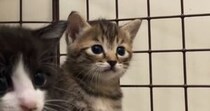 小さなホウキを使って掃除を始めると、『子猫たち』が……尊いリアクションに「愛おしすぎて泣いちゃう」「キスしたい」と60万再生