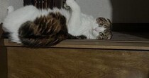 階段でくつろいでいた猫→バランスを崩した結果…『可愛すぎる表情』に笑ってしまう人が続出「ちゃんとカメラ目線ｗ」「よく撮れてるｗ」