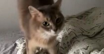 飼い主が起きるのを待つ猫→起床した次の瞬間…嬉しさ大爆発の『まさかの反応』に１万いいね「すごい、見たことない」「めちゃくちゃ可愛い」