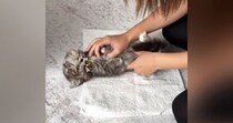 タオルの上に寝かされる子猫→タオルで包んでみると……『可愛すぎる光景』に癒される人が続出「されるがままｗ」「大人しすぎるｗ」