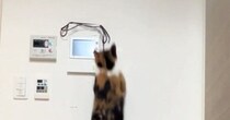 高いところにある紐を見つめる三毛猫→『ジャンプ』した次の瞬間…まさかの光景に「声出たｗｗ」「呼吸乱れるくらい笑った」と爆笑の声続出