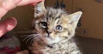 溝で『弱っていた子猫』を保護→7年後…たくましく育った『現在の光景』に笑ってしまうと239万表示「躍動感が凄いｗ」「顔がたまらん」