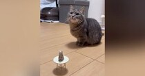 『24個目の芸を覚えた猫』→ミニチュアテーブルを置いて指示すると…微笑ましすぎる光景が105万再生「なんて穏やかなｗ」「犬すぎる猫ｗ」