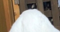 『猫』を撮影したはずなのに……謎の生き物すぎる『衝撃の瞬間』に30万いいね「妖怪の一部って猫の見間違いだと思う」「くっそワロタｗ」