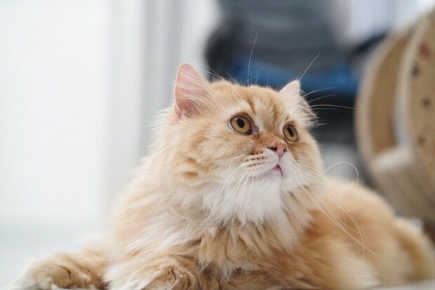 長毛猫