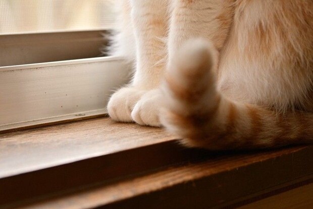 猫の尻尾と足