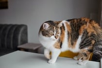 猫の『しっぽを踏んでしまう』ことで起こるリスク3つ　甘く見てはいけない理由や対処法も解説