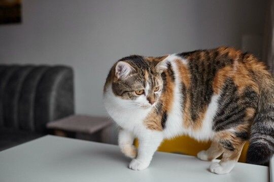 猫の『しっぽを踏んでしまう』ことで起こるリスク3つ 甘く見てはいけない理由や対処法も解説