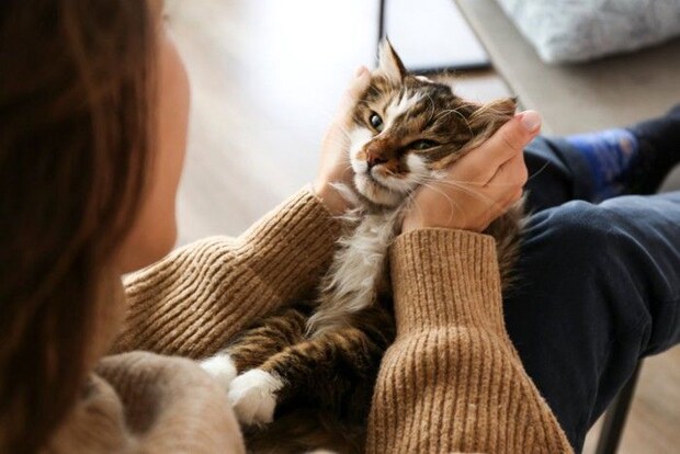 見つめあう猫と飼い主