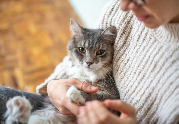 抱っこされる猫