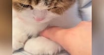 出かける準備中、猫が阻止しようとやってきた結果…『可愛すぎる行動』が27万再生「強い意志を感じるｗ」「もう仕事休もうｗ」と笑う人が続出