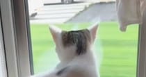 大好きなママが帰ってきたことに気づいた猫…あまりにも尊い『お出迎えの様子』が117万再生「テンションの上がり具合が凄いｗ」「犬みたい」