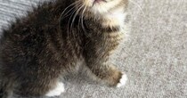 『ええぇっ』動物病院の先生も驚愕…『子猫の顔』を見ると→珍しすぎる光景に13万いいね「初めて見た」「すごく綺麗でかわいい」と話題に