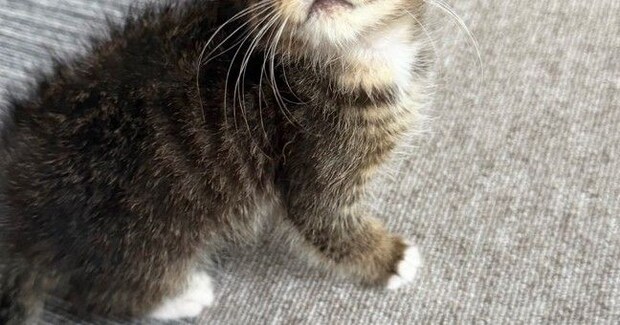 『ええぇっ』動物病院の先生も驚愕…『子猫の顔』を見ると→珍しすぎる光景に13万いいね「初めて見た」「すごく綺麗でかわいい」と話題に
