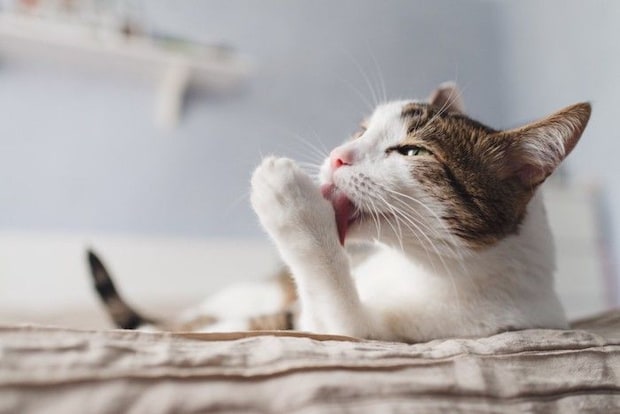 ベッドの上で毛づくろいする猫