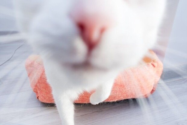 接近してくる猫