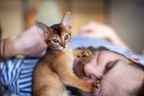 猫があなたの『顔の上に乗りたがる』心理4選　顔を選ぶ理由や穏便に対処する方法も