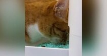 ごはんを食べ終えて満腹になった猫→歩き始めると…まさかの『可愛すぎる行動』が80万再生「ほんと歌ってるｗ」「20回くらい見てしまった」