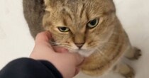 『帰りが遅くなった飼い主』に、ネコが……『可愛すぎる行動』にほっこりする人が続出「わかりやすくて可愛い」「寂しかったんだね」