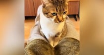 飼い主の足の間に座るネコ→足を閉じて挟んでみたら……ずっと見ていたくなる『尊すぎる光景』に反響「ニャンドイッチｗ」「満更でもなさそう」