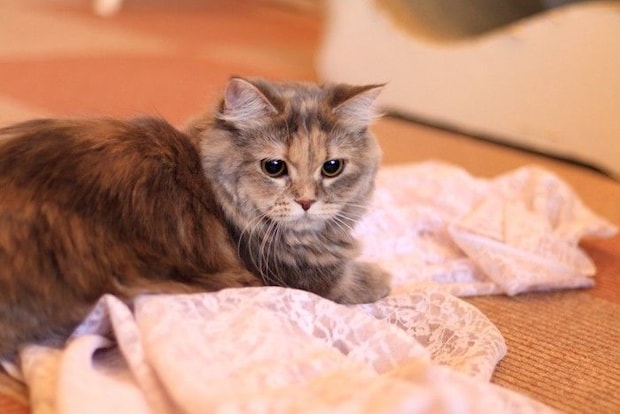 元気がない猫