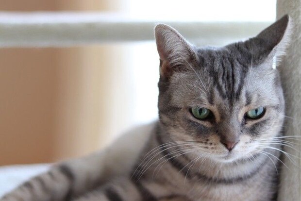 寂しそうな猫