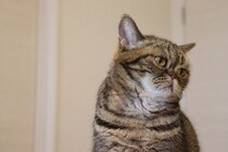 猫が『悲しい』と感じてしまう瞬間4つ　気付いてあげたいサインや接し方のポイントも