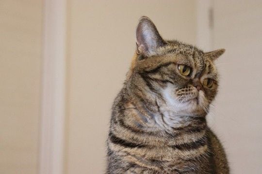 猫が『悲しい』と感じてしまう瞬間4つ 気付いてあげたいサインや接し方のポイントも