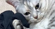 床に落ちている『お兄ちゃんのアームカバー』を見つけた猫…まさかの展開に笑う人が続出「赤ちゃんみたいなｗ」「かわいいｗ」と21万再生