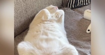 『仰向けで寝ている白猫』→名前を呼んでみたら…まさかの光景に爆笑の声「体がついて行かないｗ」「気持ちは伝わってくるｗ」と13万再生
