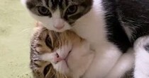 『仲良しな親子猫』のじゃれあいを見ていると…ほっこりするやり取りが35万再生「パパが弱くて可愛いｗ」「ヘッドロックされてて笑った」