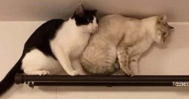 カーテンレールの上に乗る『2匹の猫』を見ていると…コントのような『爆笑の展開』が28万再生「理不尽な猫世界w」「おもしろ可愛いw」