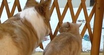 おもちゃを仕切りの奥に入れてしまった猫→『同居犬』がやってくると…笑ってしまう展開に反響「ほっこりしたｗ」「表情が好きすぎるｗ」