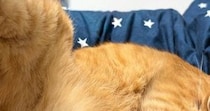 猫のことを撫でようとしたら→『後ろ足』で……分かりやすすぎる反応と『まさかの表情』に10万いいね「すごくいい顔」「最高のご褒美」