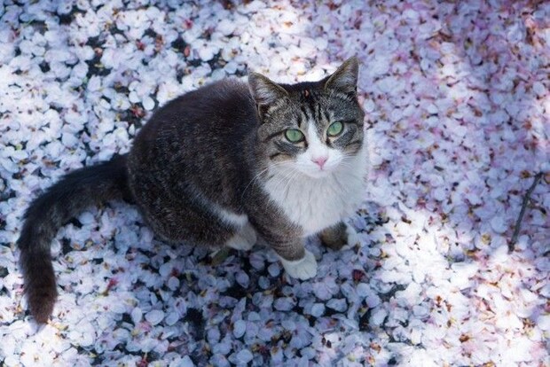 桜の花びらの上に座る猫