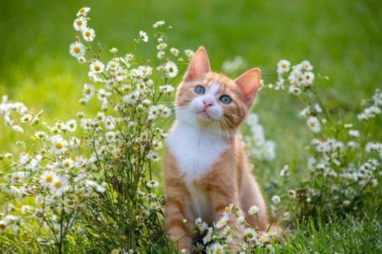 猫につける『和風の名前』を考えるときのヒント5選　どんな名前が人気？名付けのコツも解説