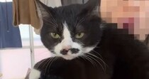肩の上に飛び乗ってきた『超甘えん坊猫』→意地でも離れようとしなくて…頬が緩む『可愛すぎる光景』に「めちゃめちゃバブい」「たまらんｗ」