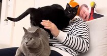 パパのことが大好きな猫たち→上に乗って『争奪戦』をして……微笑ましい日常の光景に「見ててほっこりする」「必死すぎて笑ったｗ」と反響