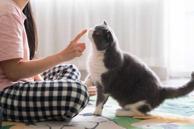 指のニオイを嗅ぐ猫