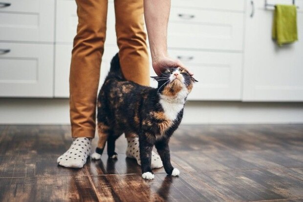 猫をなでる