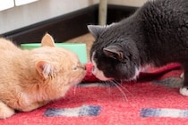 猫が『鼻チュー』をしているときの理由4つ　隠されている意味や上手な応え方まで解説